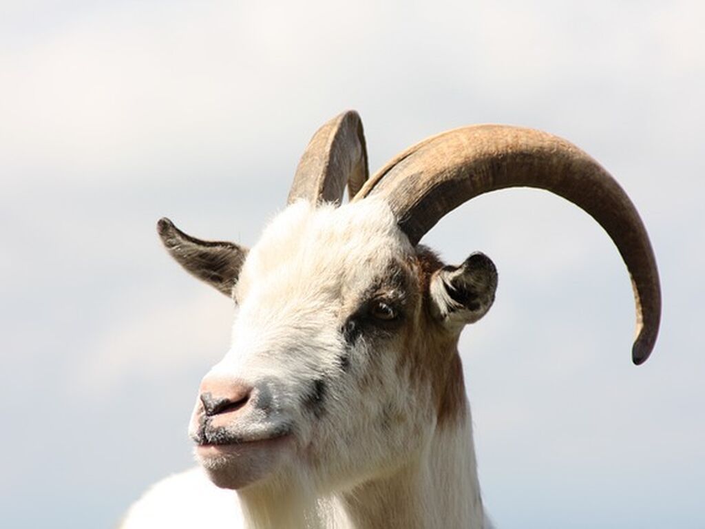 Billy goat 793870 640