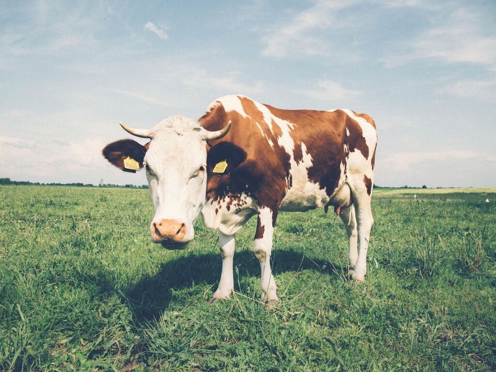 Agriculture cattle close up 234791